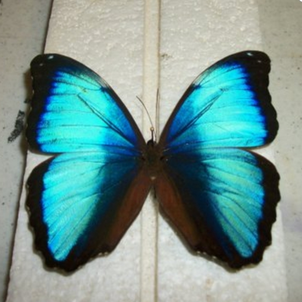 Meet your Posher, Dawn